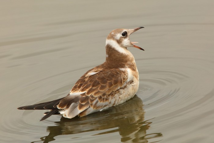 Black-headed Gull