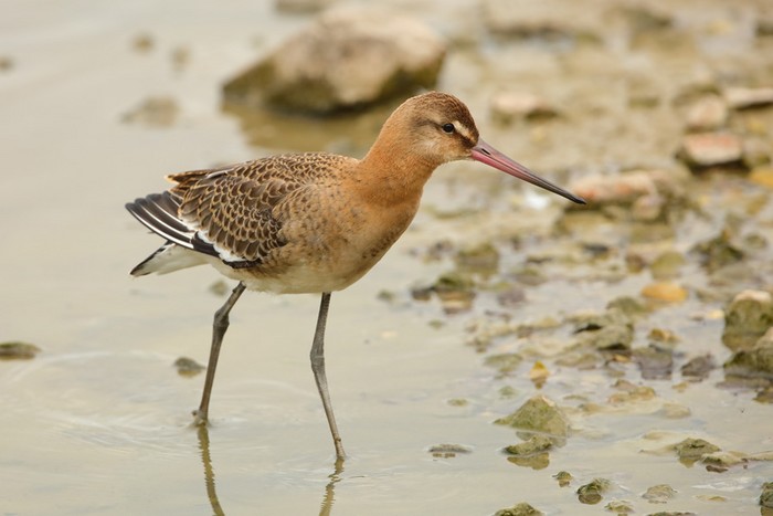 Black-tailed Godwit