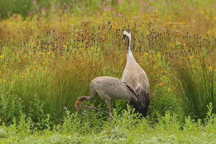 Common Crane