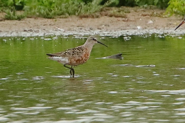 Curlew Sandpiper