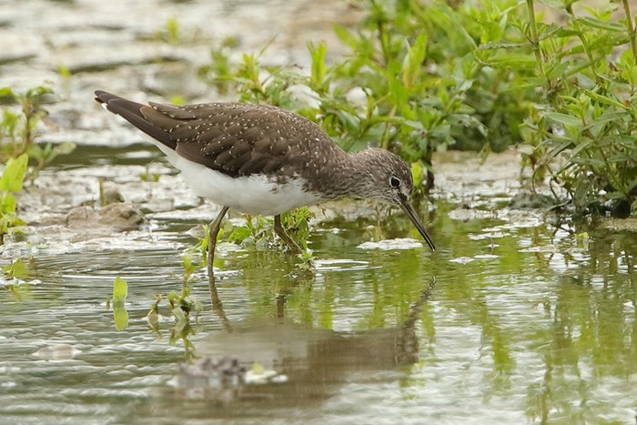 Green Sandpiper