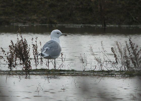 Caspian Gull