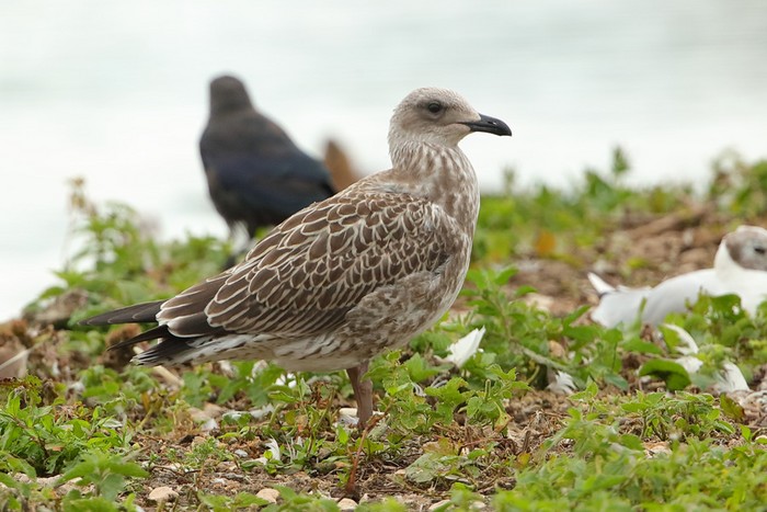 Herring Gull