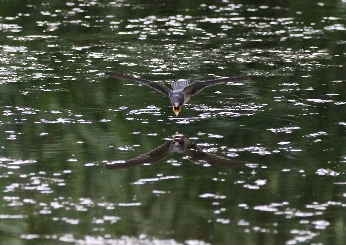 Swallow