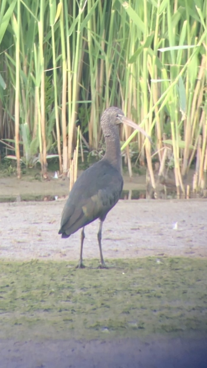 Glossy Ibis