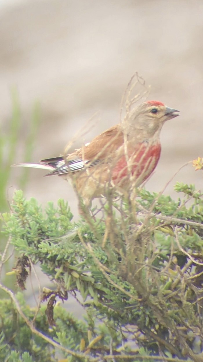 Linnet