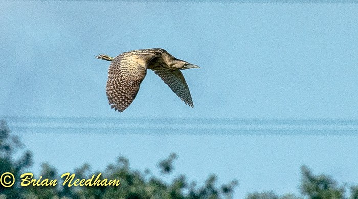 Bittern