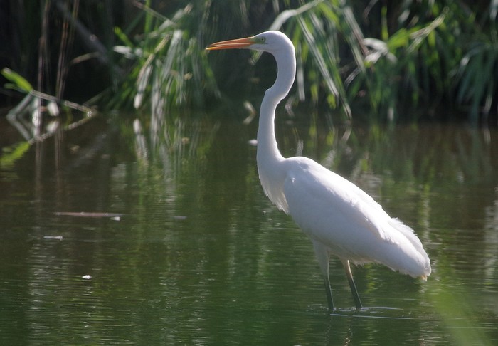 Great White Egret