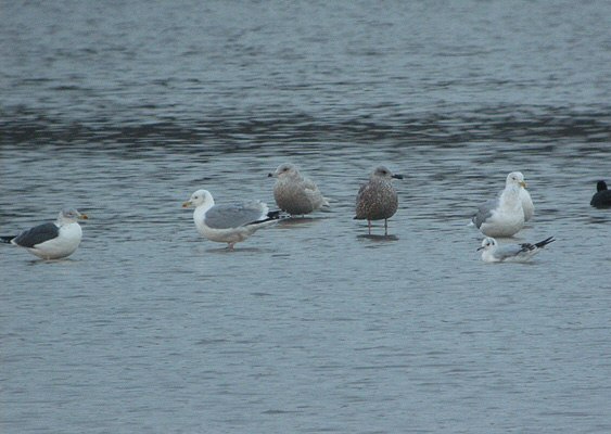 Iceland Gull