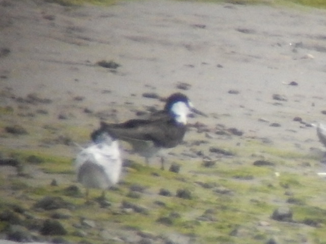 Sooty Tern