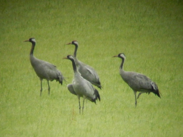 Common Crane
