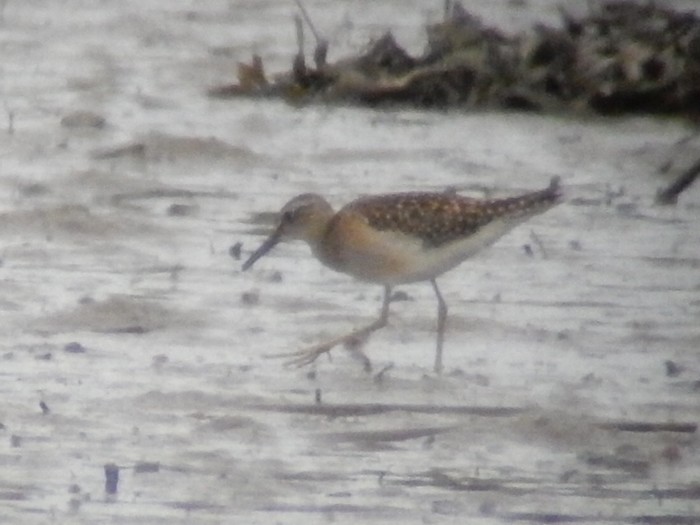 Wood Sandpiper