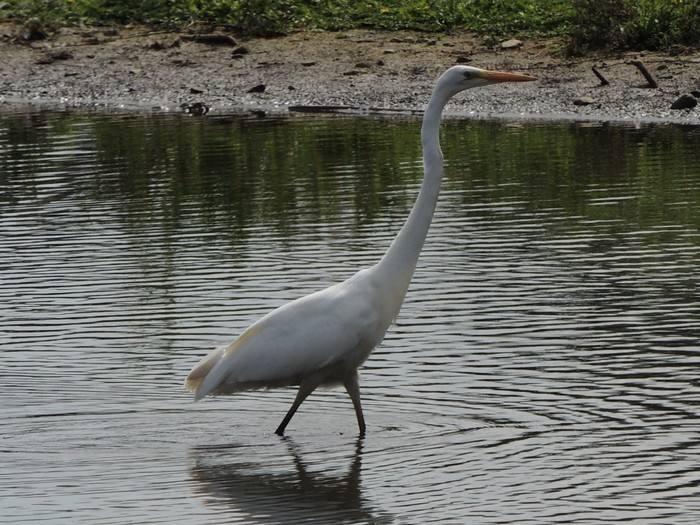 Great White Egret