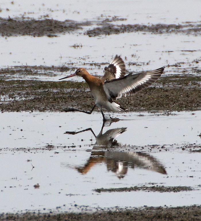 Black-tailed Godwit