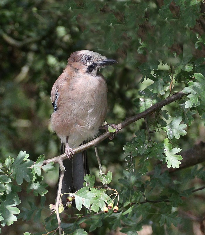 Jay