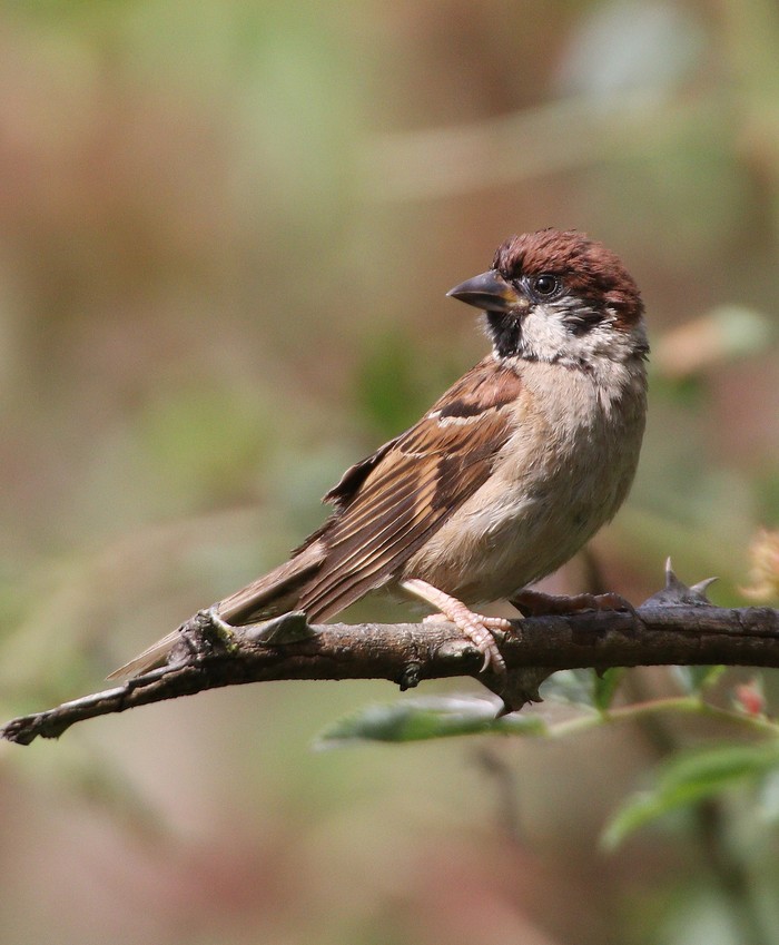 Tree Sparrow