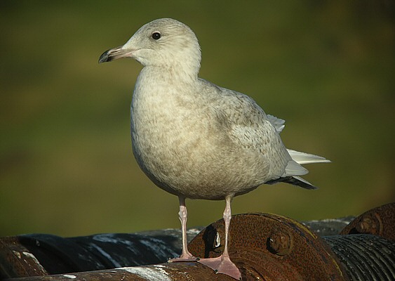 Iceland Gull