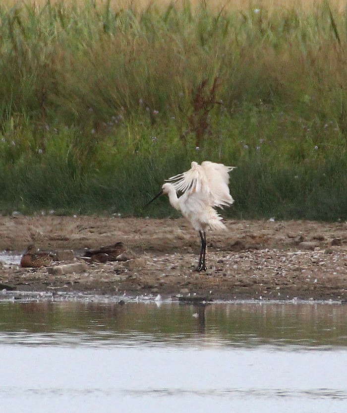 Spoonbill