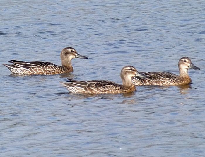 Garganey