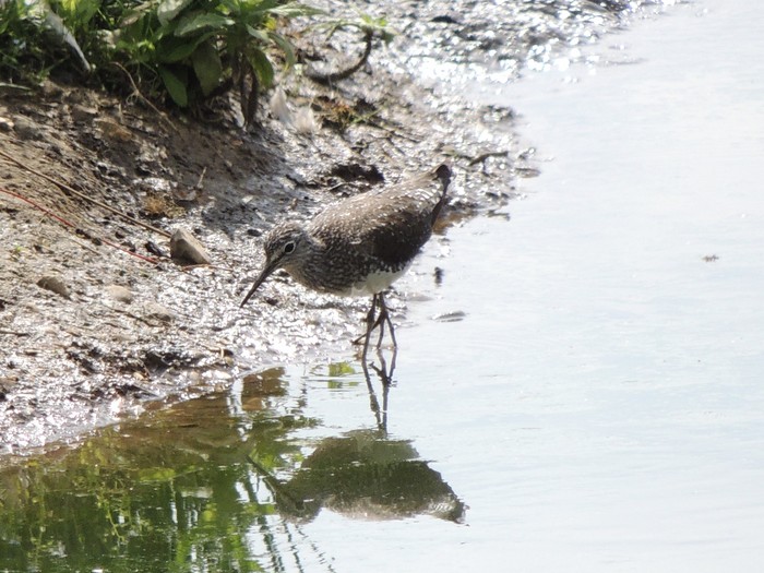 Green Sandpiper
