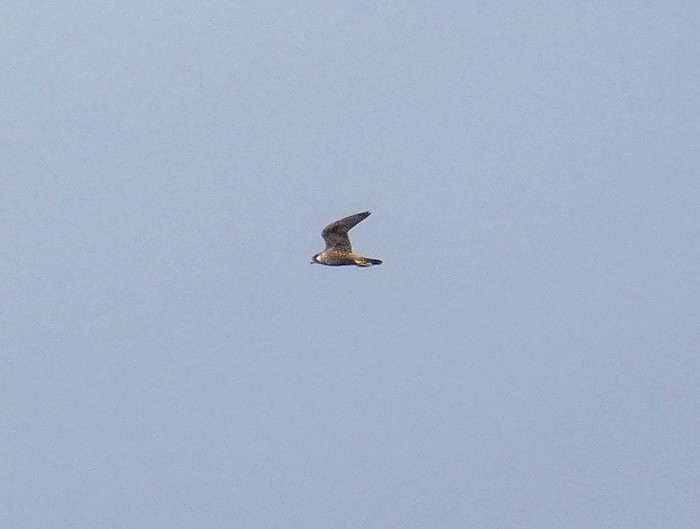 Hobby
