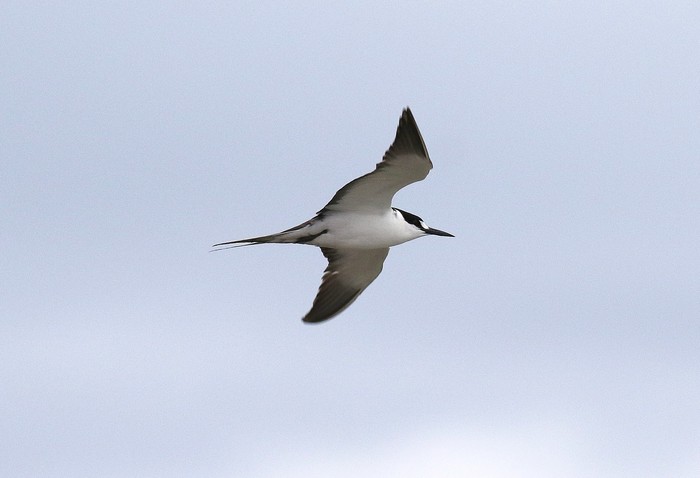 Sooty Tern