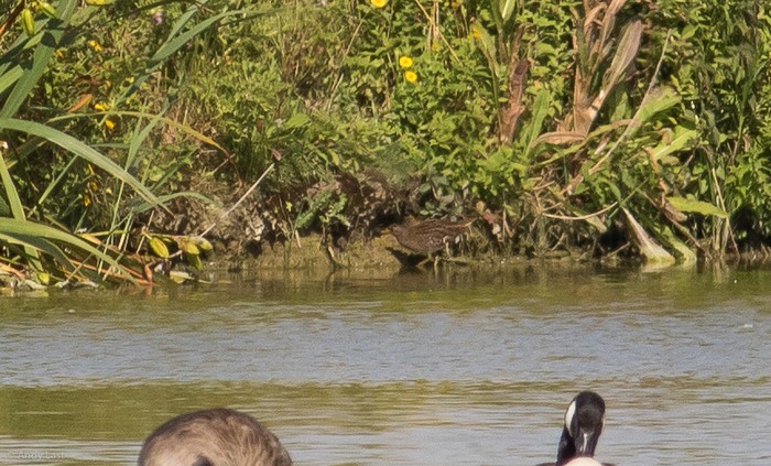 Spotted Crake
