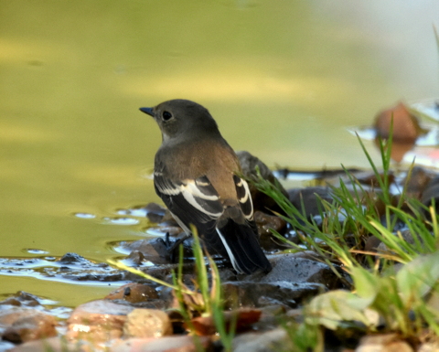 Pied Flycatcher