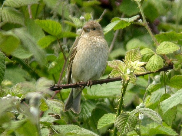 Common Rosefinch