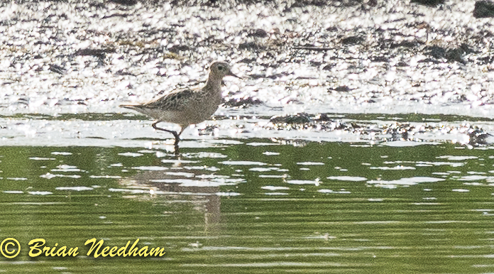 Buff-breasted Sandpiper