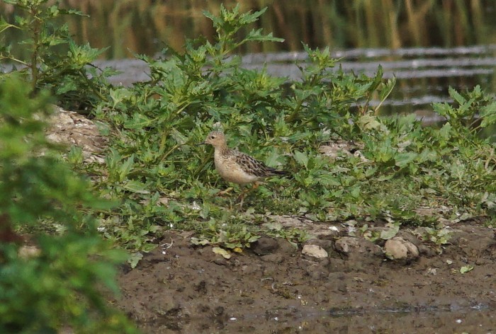 Buff-breasted Sandpiper