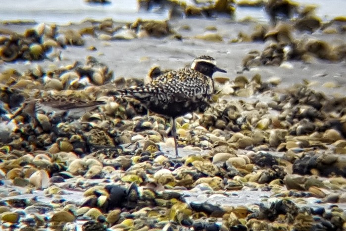 Pacific Golden Plover
