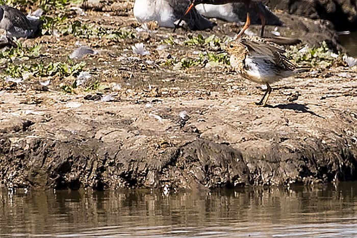 Buff-breasted Sandpiper