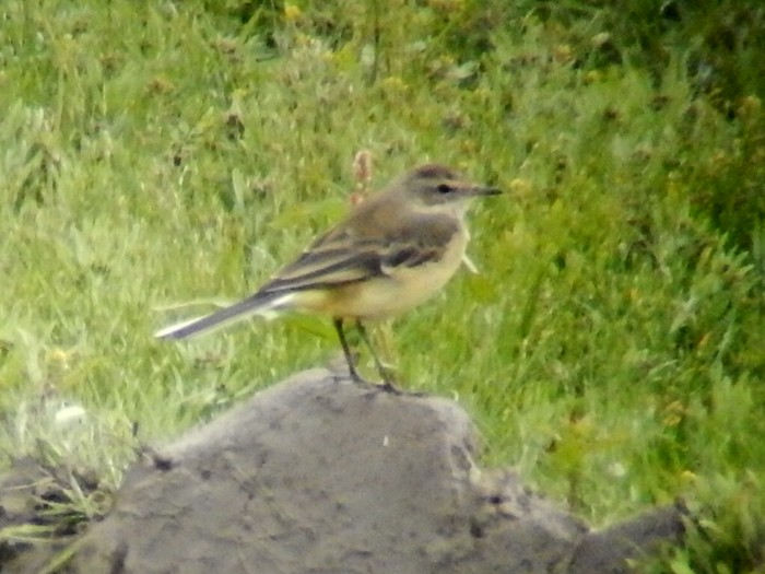 Yellow Wagtail