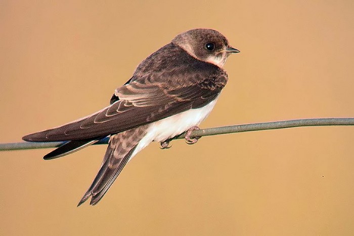 Sand Martin