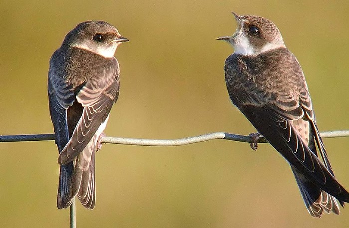 Sand Martin