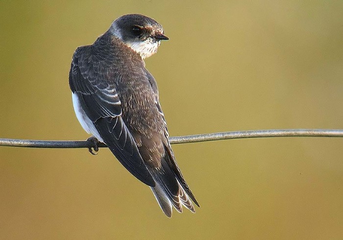 Sand Martin
