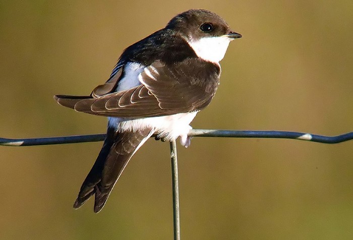 House Martin
