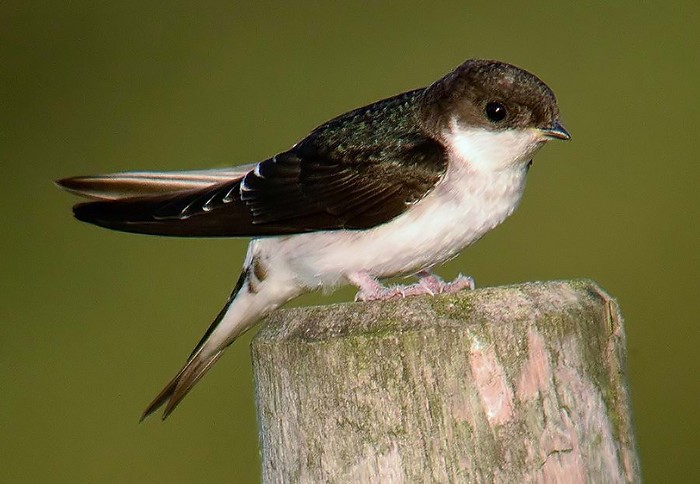 House Martin