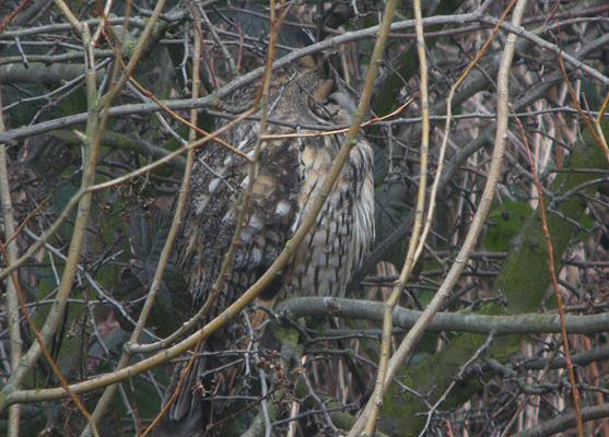 Long-eared Owl