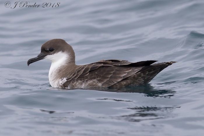 Great Shearwater