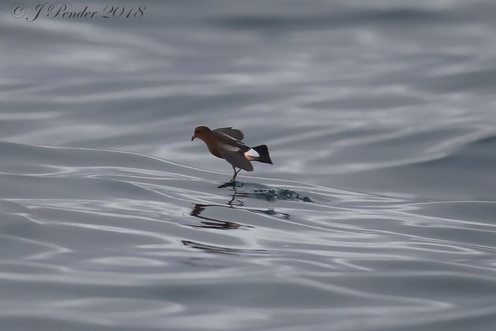 Wilson's Petrel