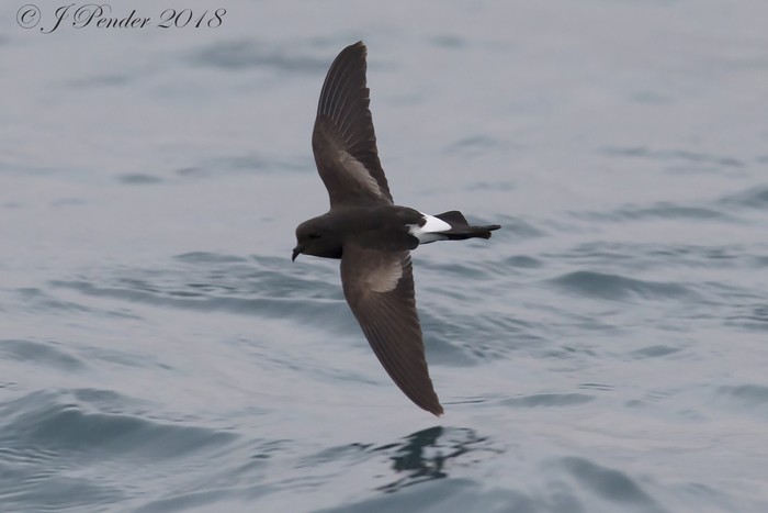 Wilson's Petrel