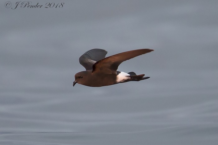 Wilson's Petrel