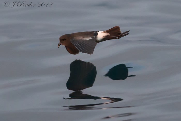 Wilson's Petrel