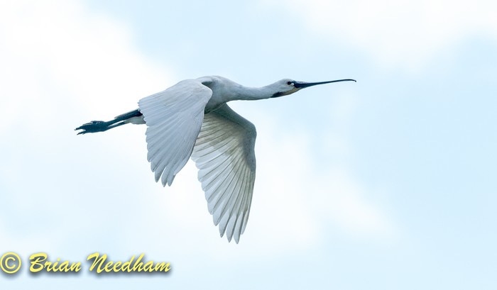 Spoonbill