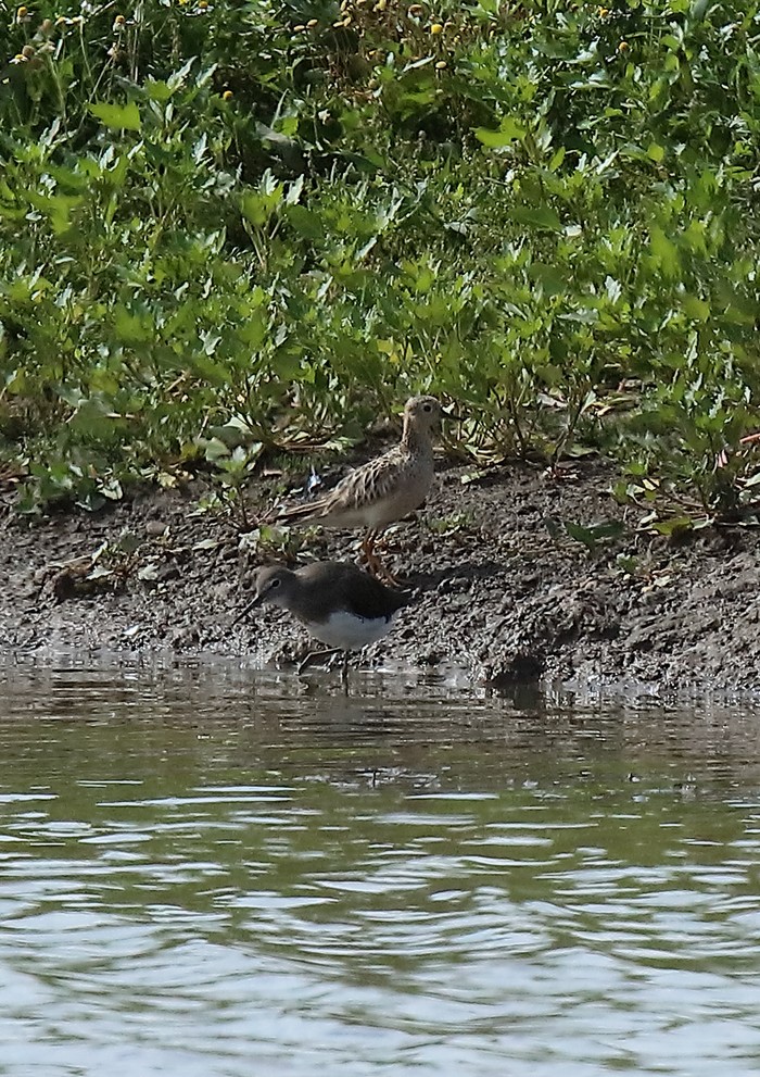 Buff-breasted Sandpiper
