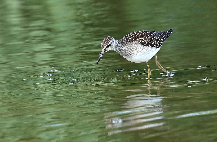 Wood Sandpiper