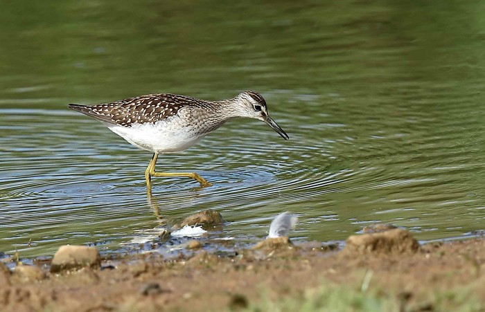 Wood Sandpiper