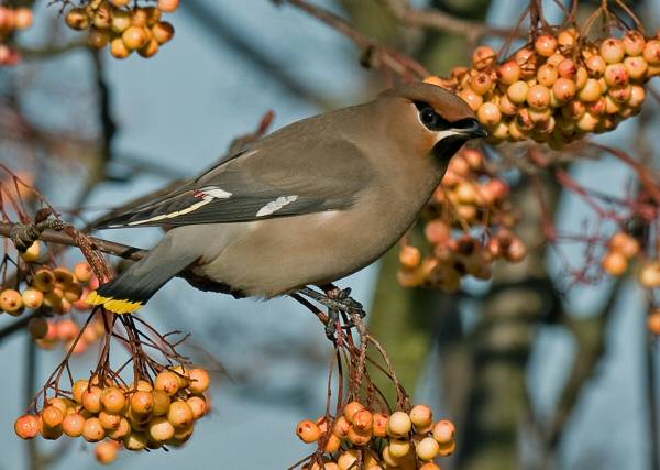 Waxwing